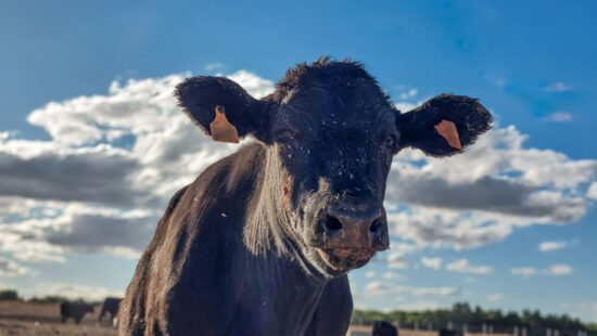 A cow pictured against a background of a blue sky and clouds with a field in the distance.